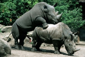 Vzácní nosorožci tuponosí